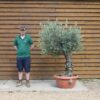 Bonsai Olive Tree 109 (1)