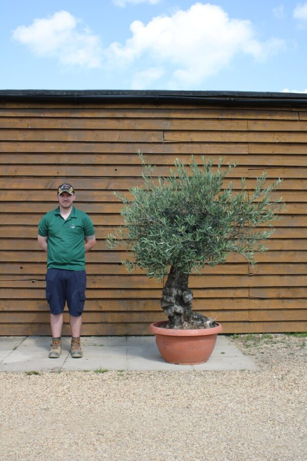 Bonsai Olive Tree 109 (2)