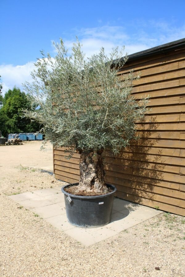 Bonsai Olive Tree 143 (1)