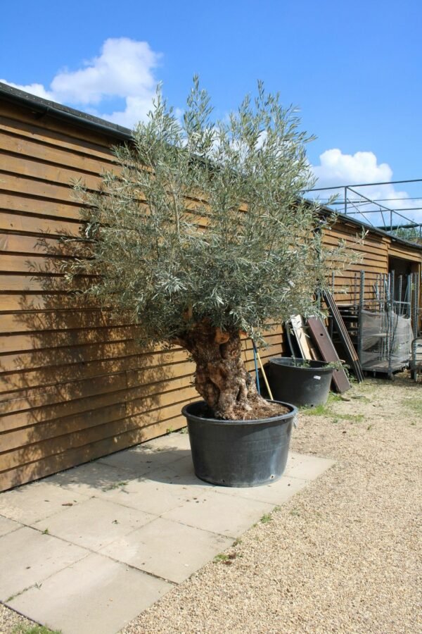 Bonsai Olive Tree 143 (2)