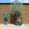 Bonsai Olive Tree 143 (3)