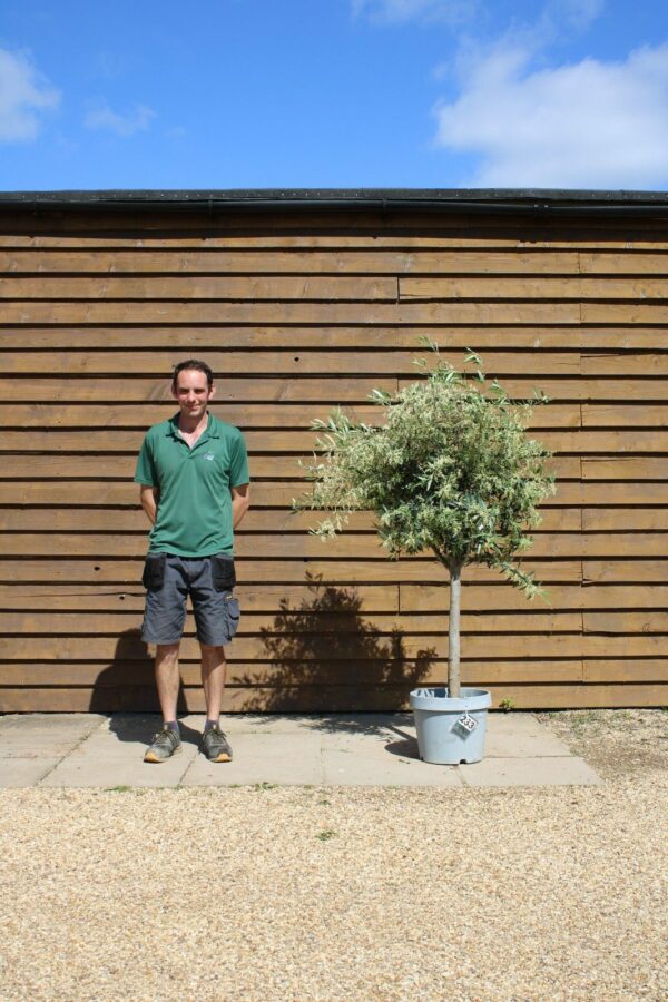 Bushy Standard Olive Tree 233 (1)