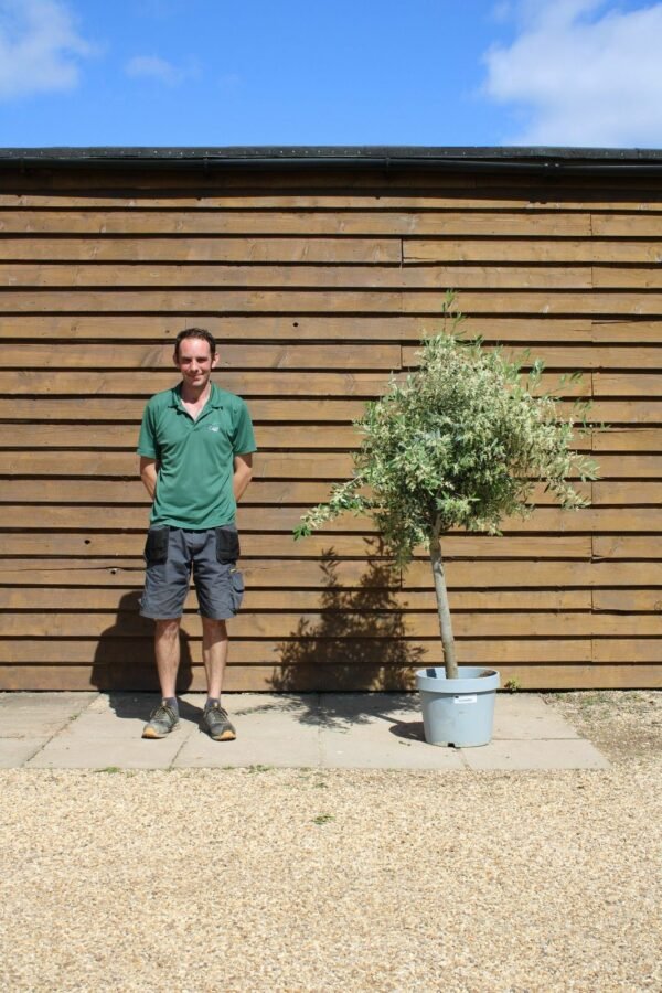 Bushy Standard Olive Tree 233 (2)
