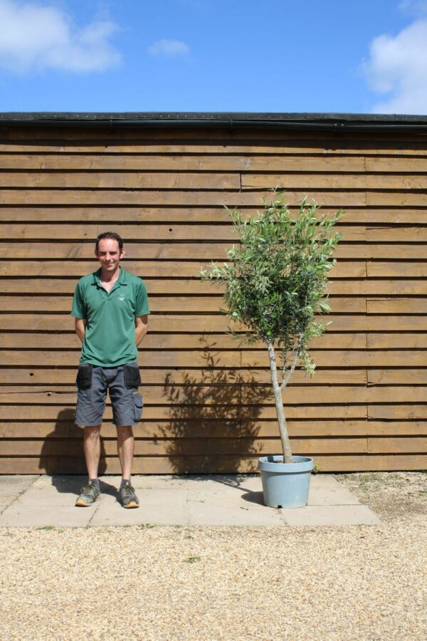 Bushy Standard Olive Tree 296 (2)