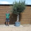 Multi Stem Olive Tree 500 (1)