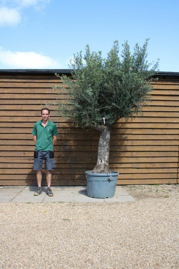 Multi Stem Olive Tree 500 (1)