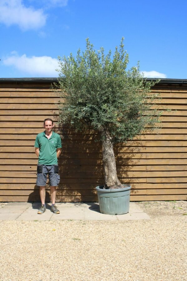 Multi Stem Olive Tree 500 (2)