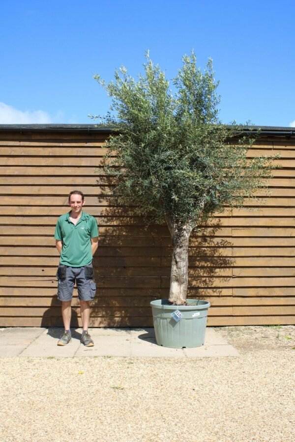 Multi Stem Olive Tree 510 (1)