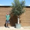 Multi Stem Olive Tree 510 (2)