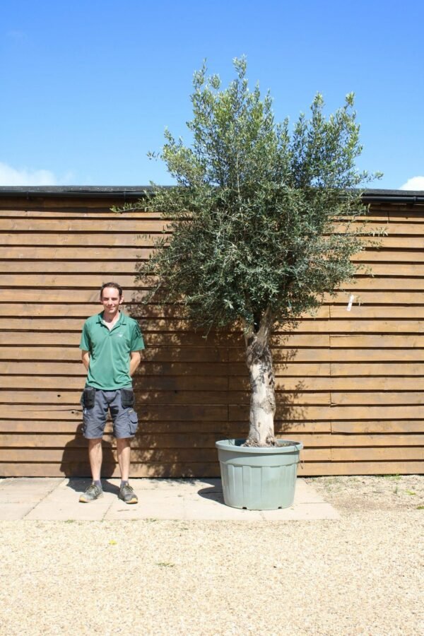 Multi Stem Olive Tree 510 (2)