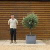 Potted XL Seville Olive Tree 133 (2)