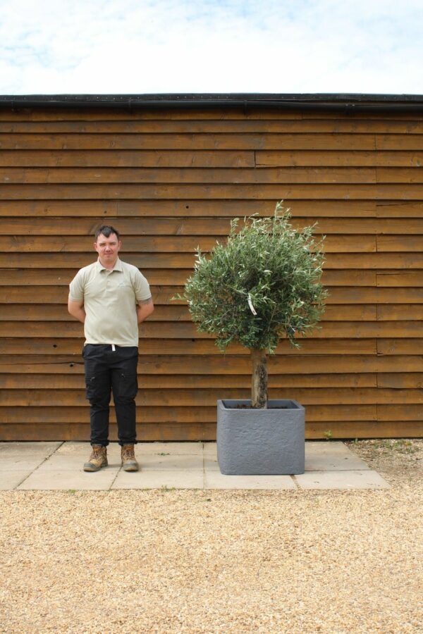 Potted XL Seville Olive Tree 133 (2)