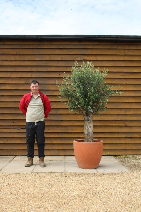 Potted XL Seville Olive Tree 176 (1)