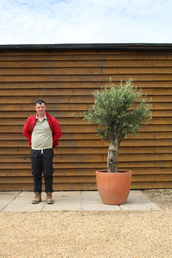 Potted XL Seville Olive Tree 176 (2)