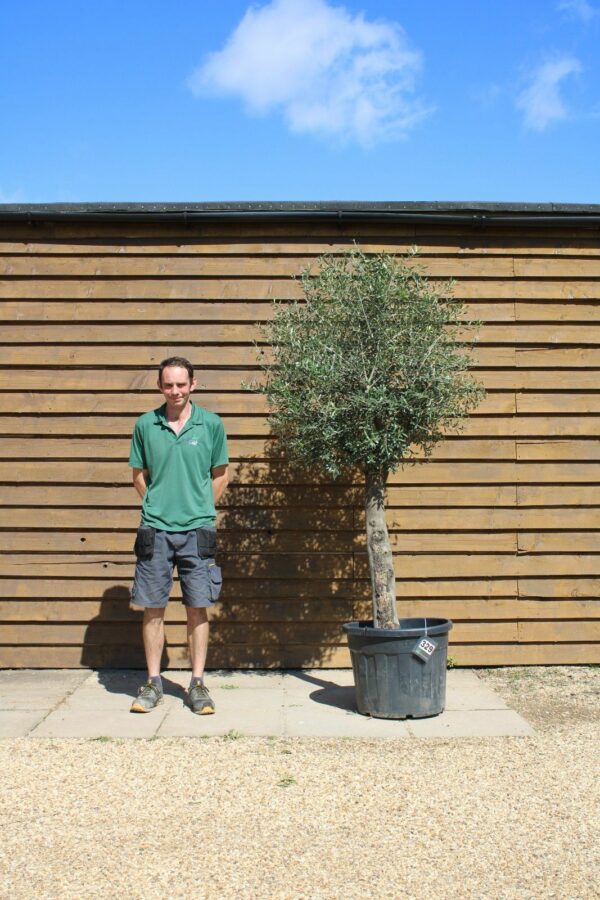 Top Worked Olive Tree 329 (1)