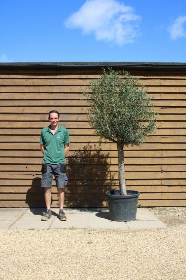 Top Worked Olive Tree 329 (2)