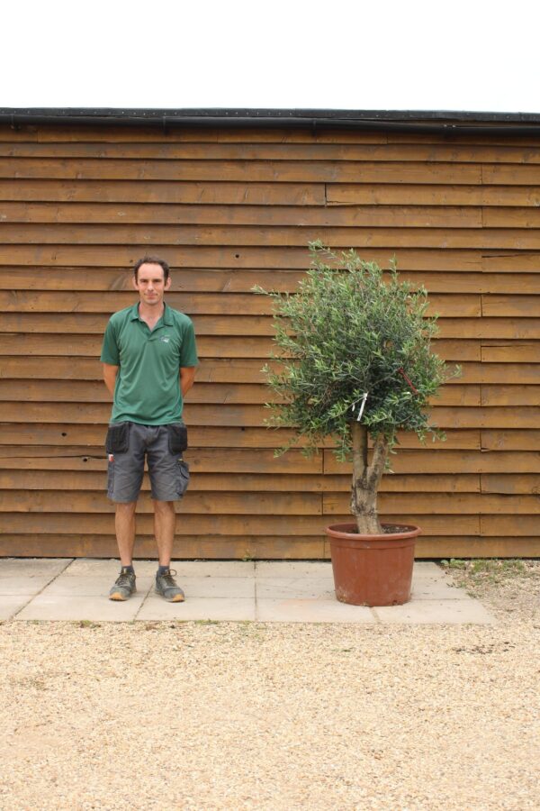 XL Seville Olive Tree 179 (2)
