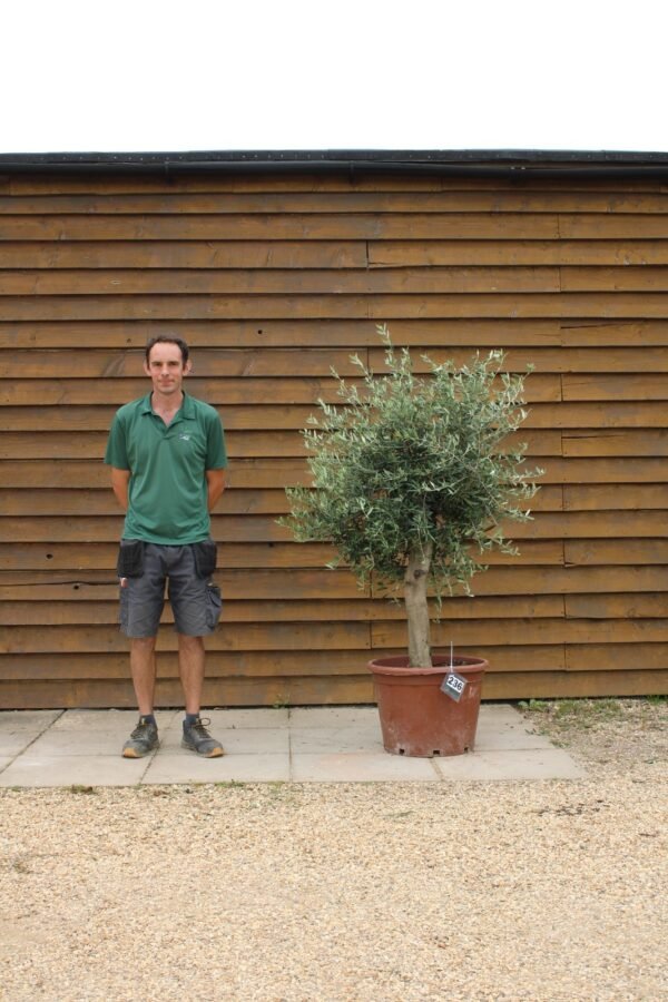 XL Seville Olive Tree 236 (1)