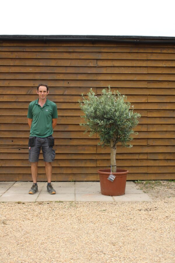 XL Seville Olive Tree 269 (1)