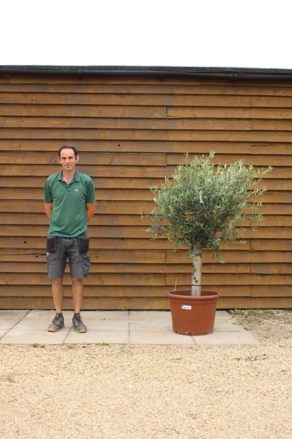 XL Seville Olive Tree 269 (2)