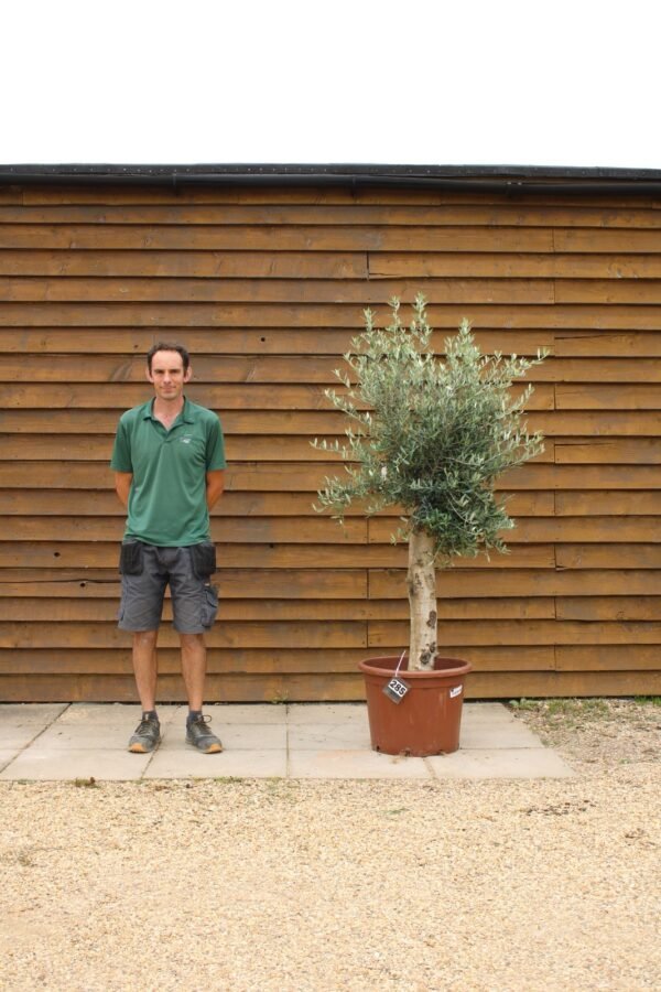 XL Seville Olive Tree 285 (1)