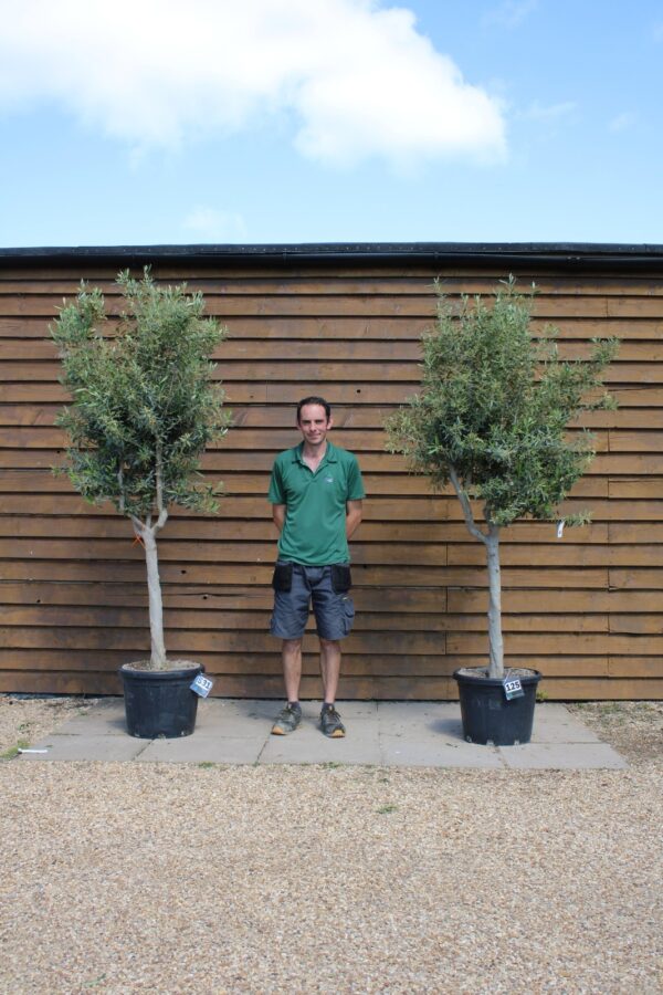 x2 Chelsea Olive Trees 531 125 (1)