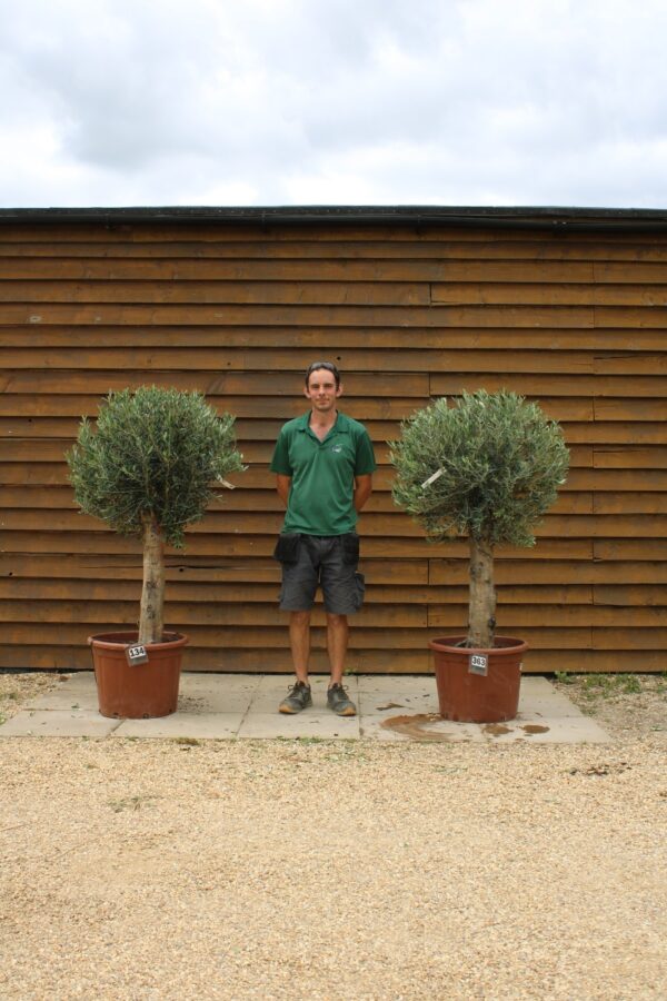 x2 Clipped Seville Olive Trees 134 363 (1)