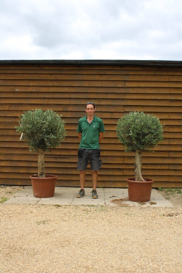 x2 Clipped Seville Olive Trees 134 363 (2)
