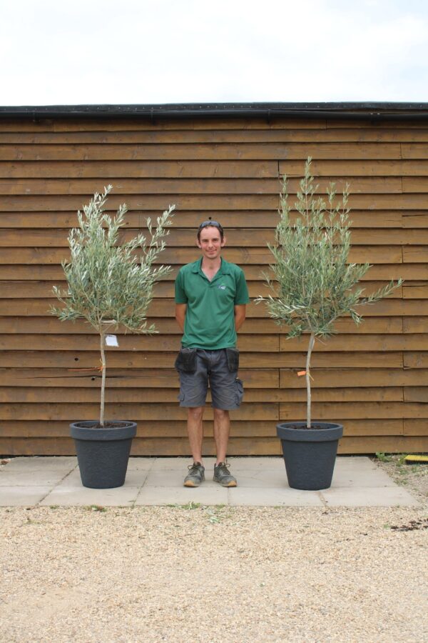 x2 Potted Small Chelsea Olive Trees 319 248 (1)