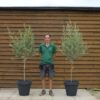 x2 Potted Small Chelsea Olive Trees 319 248 (2)