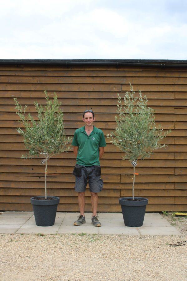x2 Potted Small Chelsea Olive Trees 319 248 (2)