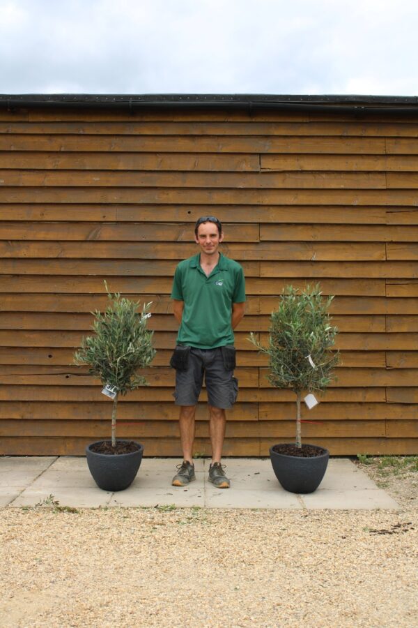 x2 Potted Standard Olive Trees 370 331 (1)