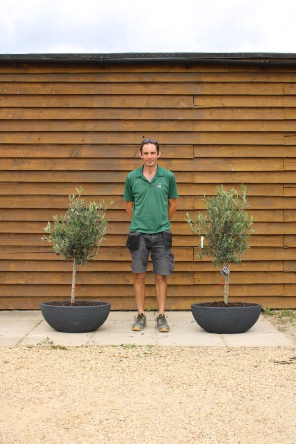 x2 Potted Standard Olive Trees 370 331 (2)