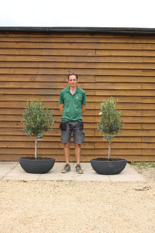 x2 Potted Standard Olive Trees 525 157 (2)