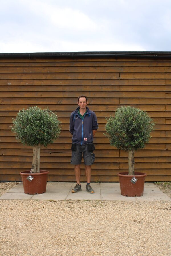 x2 Clipped XL Seville Olive Trees 377 303 (1)