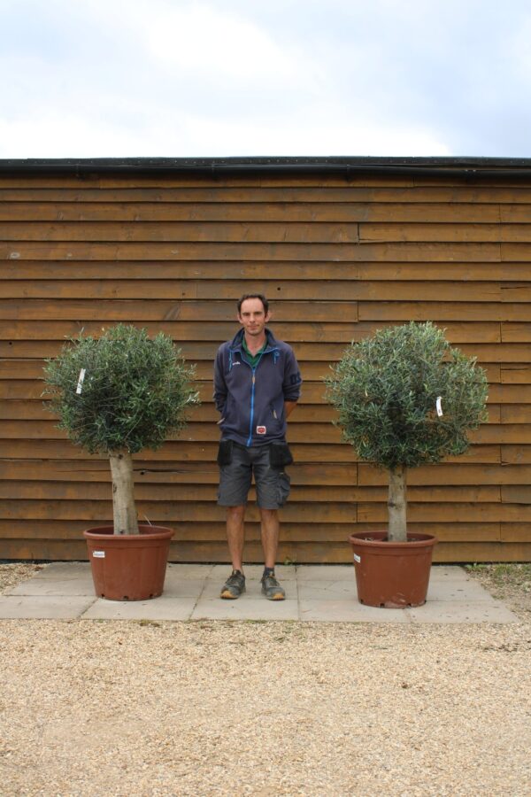 x2 Clipped XL Seville Olive Trees 377 303 (2)