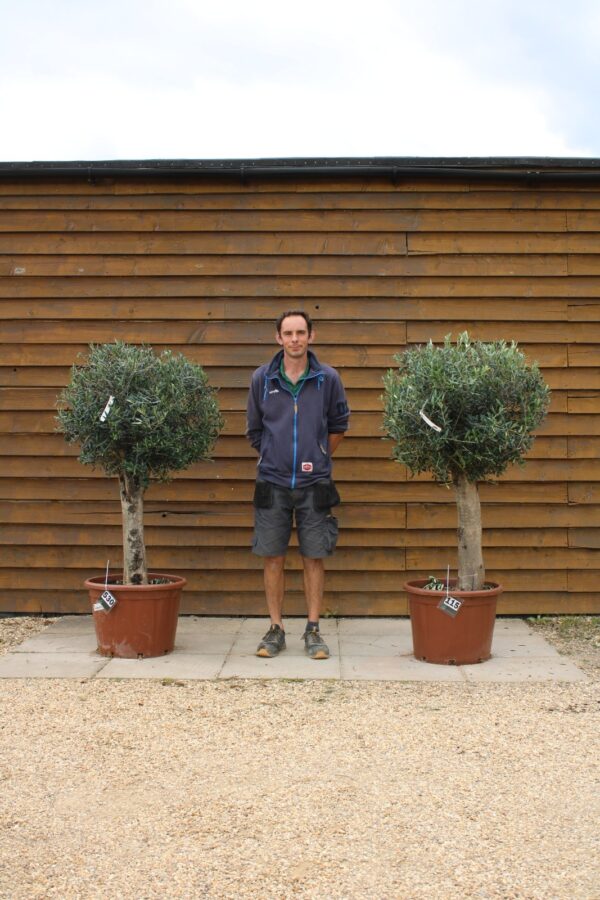 x2 Clipped XL Seville Olive Trees 530 115 (1)
