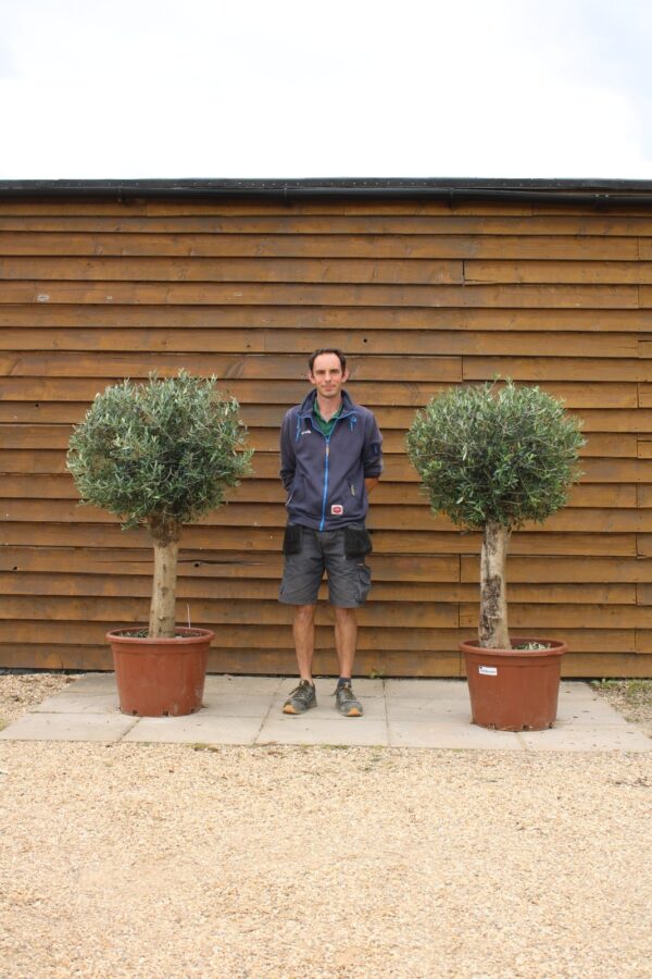 x2 Clipped XL Seville Olive Trees 530 115 (2)